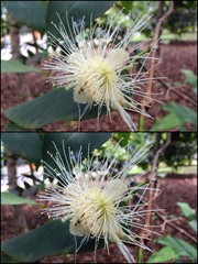 Syzygium samarangense