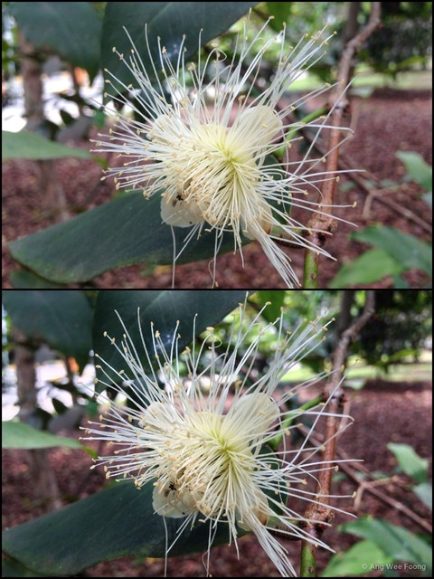 Syzygium samarangense • © Ang Wee Foong • All Rights Reserved