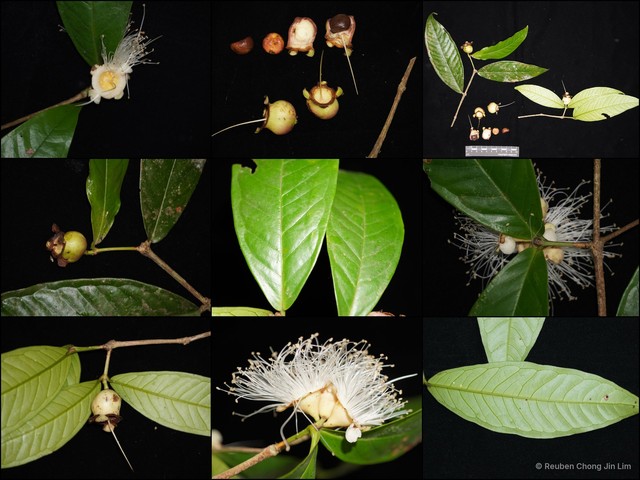 Syzygium scortechinii var. scortechinii • © Reuben Chong Jin Lim • All Rights Reserved