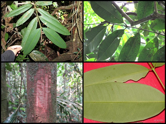 Syzygium subcrenatum