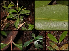 Syzygium subcrenatum • © NUSBL • All Rights Reserved