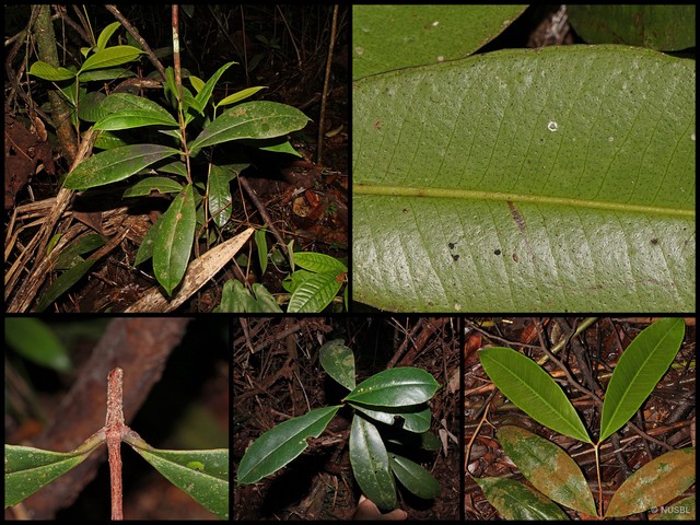 Syzygium subcrenatum • © NUSBL • All Rights Reserved