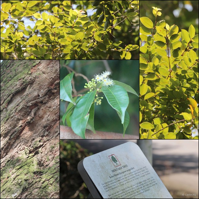 Syzygium syzygioides • © Cerlin Ng • All Rights Reserved