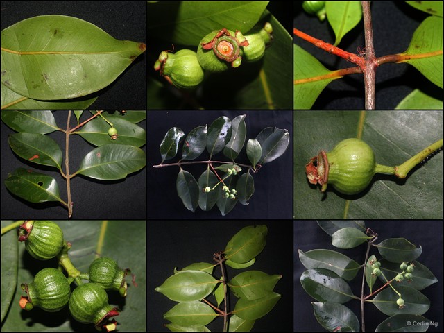 Syzygium urceolatum • © Cerlin Ng • All Rights Reserved