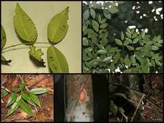Syzygium zeylanicum