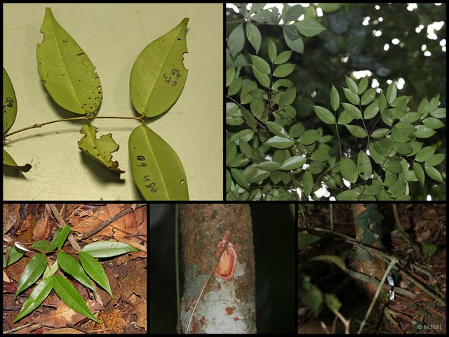 Syzygium zeylanicum • © NUSBL • All Rights Reserved