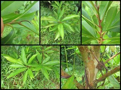 Tristaniopsis whiteana