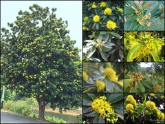 Xanthostemon chrysanthus