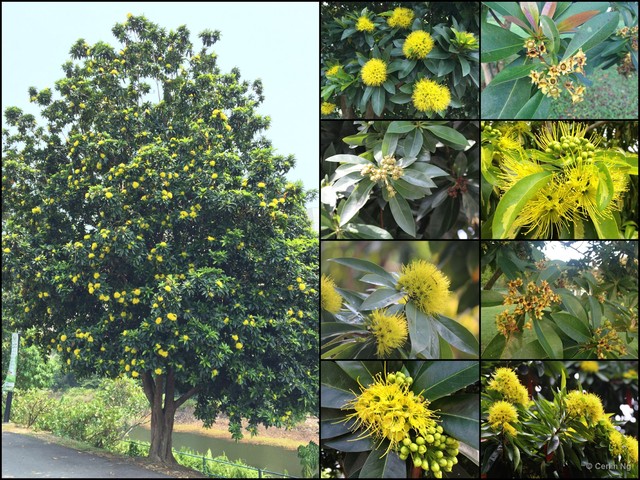 Xanthostemon chrysanthus • © Cerlin Ng • All Rights Reserved