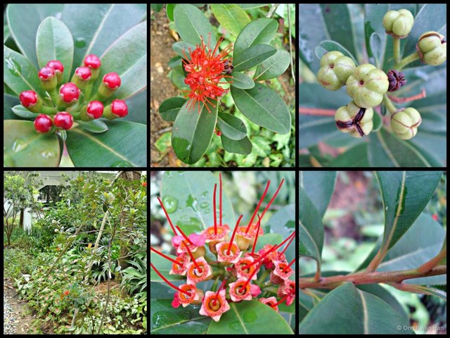 Xanthostemon youngii • © Ong Kwan Han • All Rights Reserved