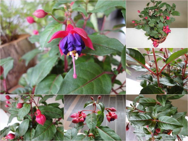 Fuchsia × hybrida • © Ong Kwan Han • All Rights Reserved