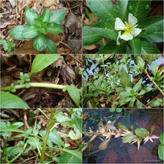 Ludwigia adscendens
