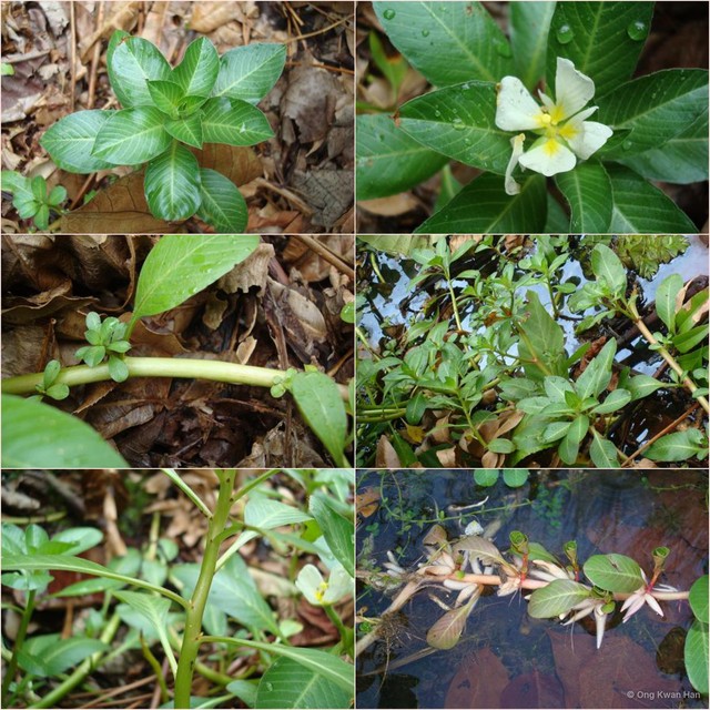 Ludwigia adscendens • © Ong Kwan Han • All Rights Reserved