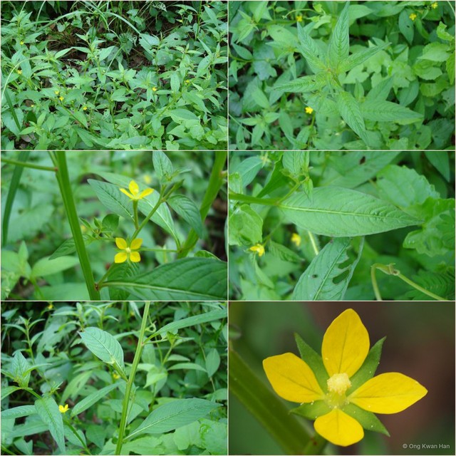 Ludwigia hyssopifolia • © Ong Kwan Han • All Rights Reserved