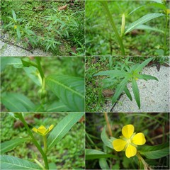 Ludwigia octovalvis