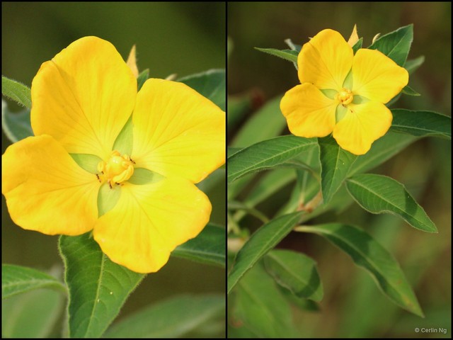 Ludwigia peruviana • © Cerlin Ng • All Rights Reserved