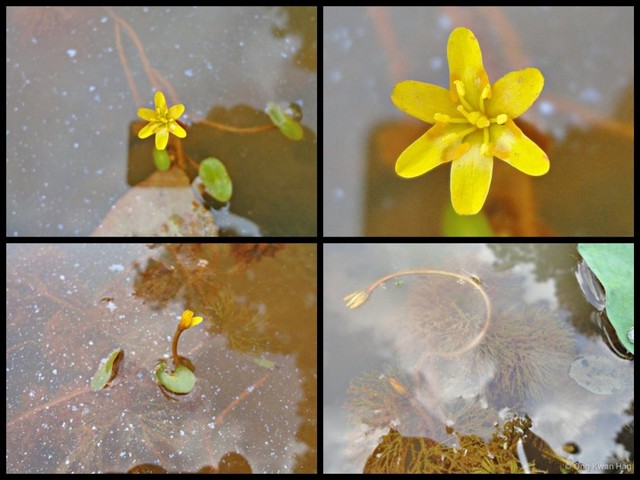 Cabomba aquatica • © Ong Kwan Han • All Rights Reserved