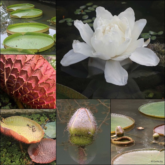 Victoria amazonica • © Cerlin Ng • All Rights Reserved