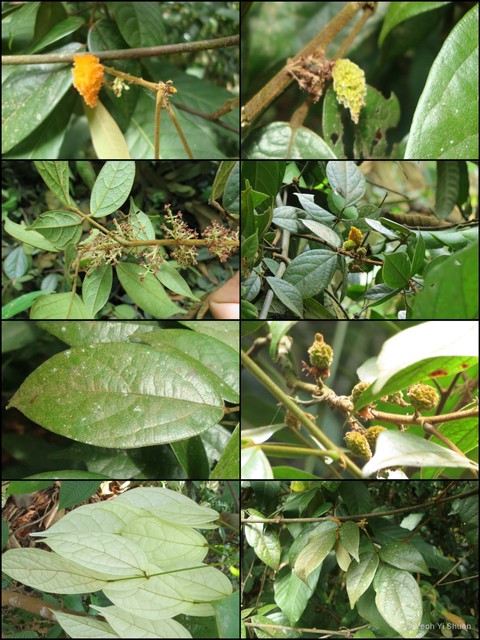 Agelaea borneensis • © Yeoh Yi Shuen • All Rights Reserved