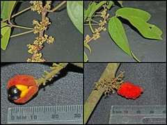 Agelaea macrophylla