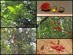 Cnestis palala