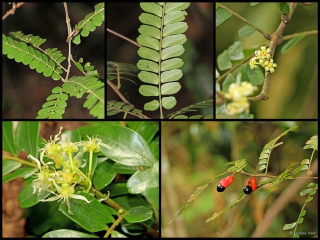 Rourea aspleniifolia • © Louise Neo • All Rights Reserved
