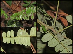 Rourea mimosoides