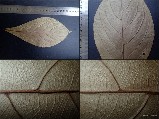 Elaeocarpus obtusus apiculatus • © Yeoh Yi Shuen • All Rights Reserved