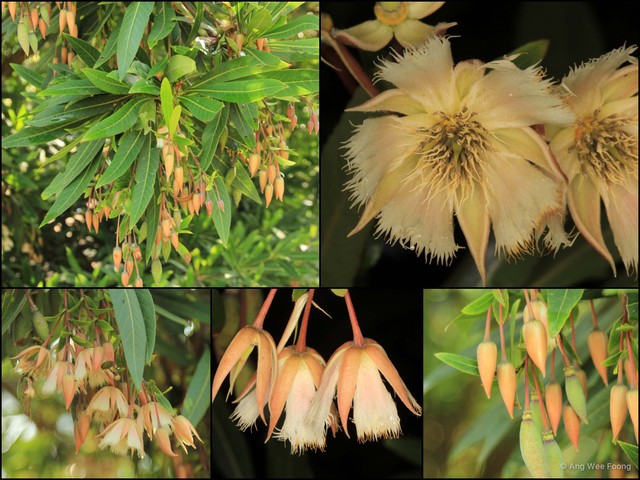 Elaeocarpus grandiflorus • © Ang Wee Foong • All Rights Reserved