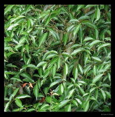 Elaeocarpus mastersii King
