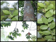 Elaeocarpus stipularis