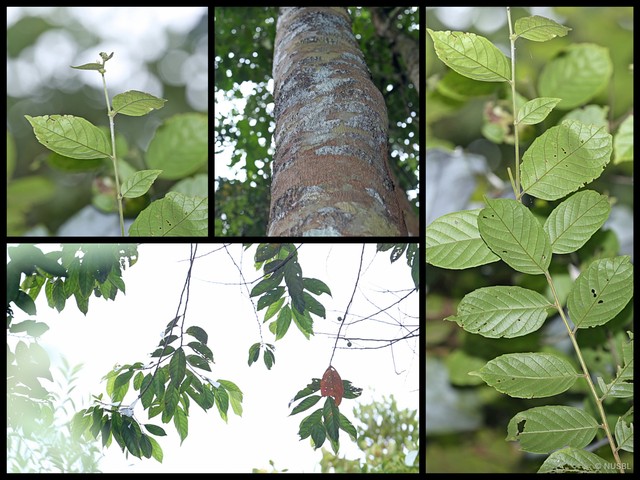 Elaeocarpus stipularis • © NUSBL • All Rights Reserved