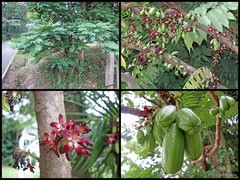 Averrhoa bilimbi