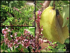 Averrhoa carambola