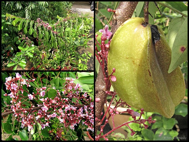 Averrhoa carambola • © Tony O'Dempsey • All Rights Reserved
