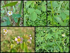 Oxalis (Thamnoxys) barrelieri