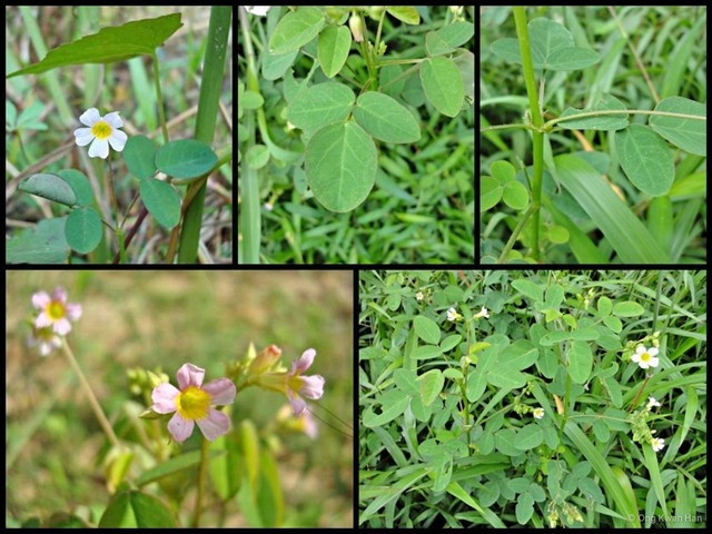 Oxalis (Thamnoxys) barrelieri • © Ong Kwan Han • All Rights Reserved