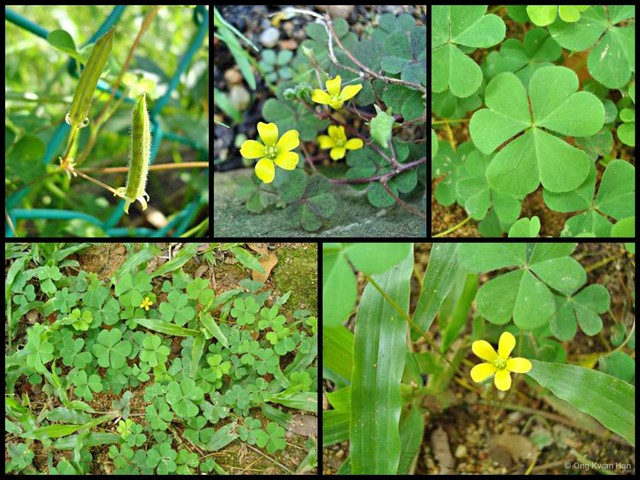 Oxalis (Oxalis) corniculata • © Ong Kwan Han • All Rights Reserved