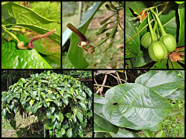 Aristolochia (Aristolochia) acuminata • © Ong Kwan Han • All Rights Reserved