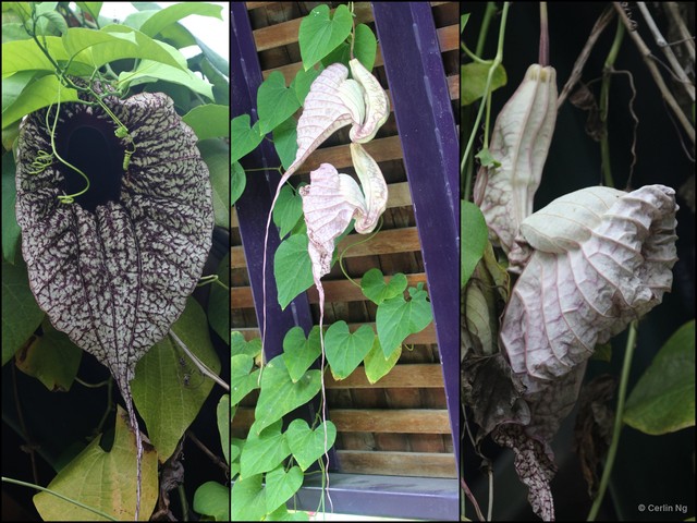 Aristolochia (Aristolochia) gigantea • © Cerlin Ng • All Rights Reserved