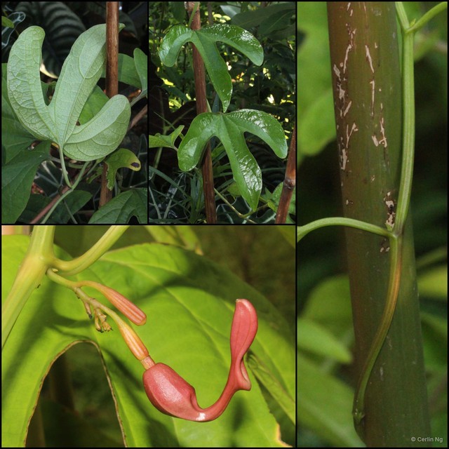 Aristolochia jackii • © Cerlin Ng • All Rights Reserved