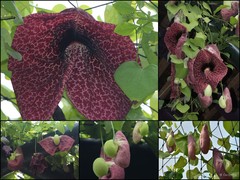 Aristolochia littoralis