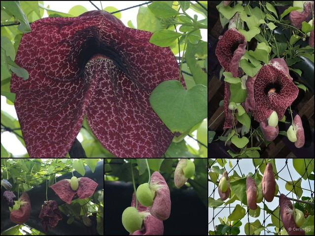 Aristolochia littoralis • © Cerlin Ng • All Rights Reserved