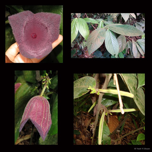 Thottea grandiflora • © Yeoh Yi Shuen • All Rights Reserved