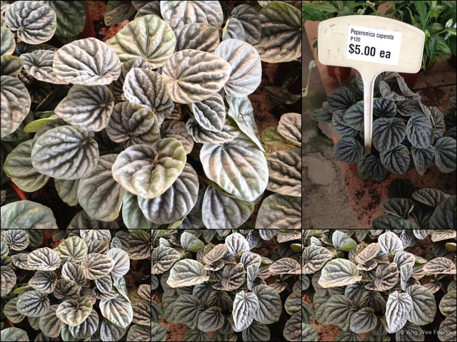 Peperomia (Multipalmata) caperata • © Ang Wee Foong • All Rights Reserved
