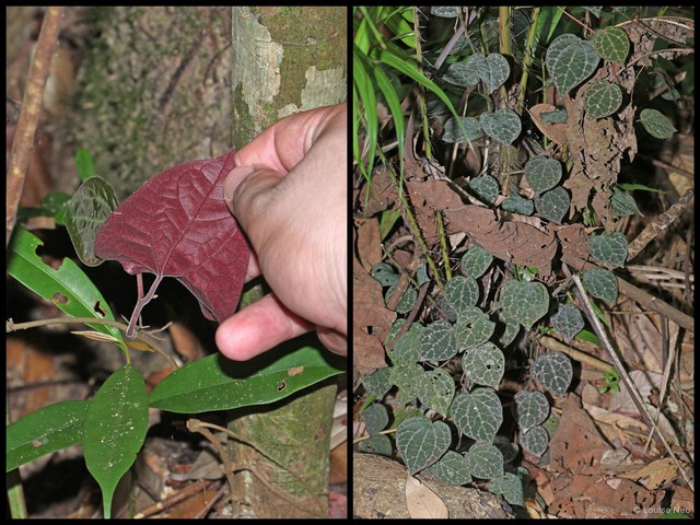 Piper porphyrophyllum • © Louise Neo • All Rights Reserved