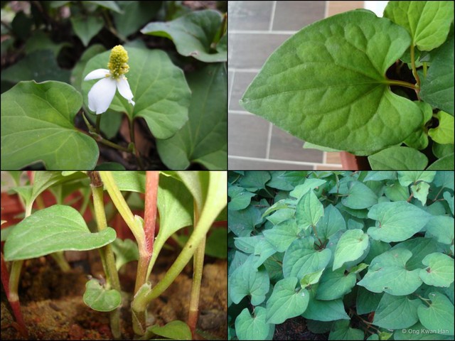 Houttuynia cordata • © Ong Kwan Han • All Rights Reserved