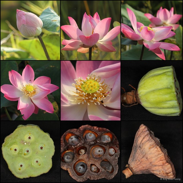 Nelumbo nucifera • © Ang Wee Foong • All Rights Reserved