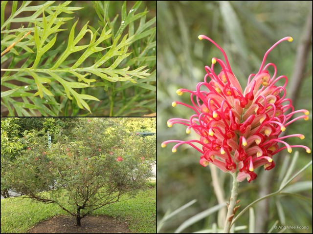 Grevillea banksii • © Ang Wee Foong • All Rights Reserved