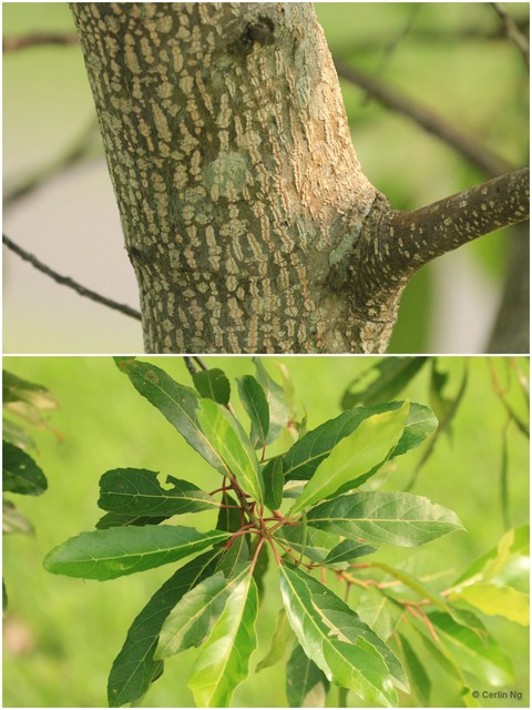 Macadamia integrifolia • © Cerlin Ng • All Rights Reserved